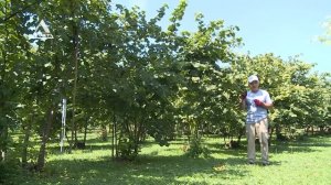 "Школа фермера": Сбор и хранение урожая ореха фундука
