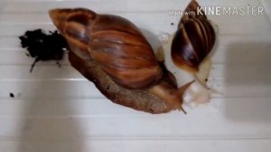 Знакомство с улитками ахатины!