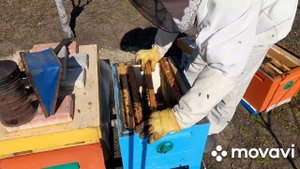 Где матки погибли в изоляторе. Обьединение семей.