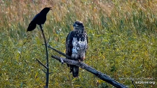 молодой орел,молодой филин Хути и невидимые приведения ) смотреть онлайн