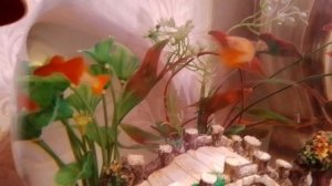 Гуппи Фулл Рэд Альбино