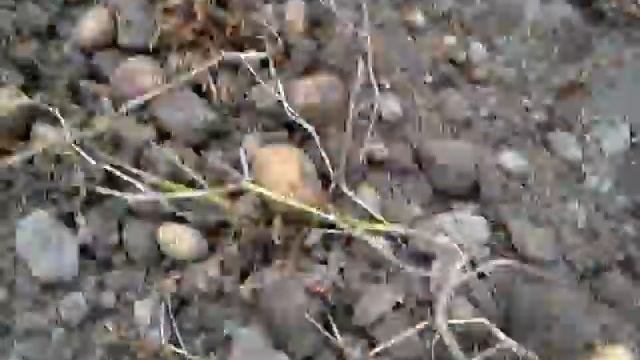 Добив на картофи в Сърница сорт Кронос - реколта 2013 смотреть онлайн