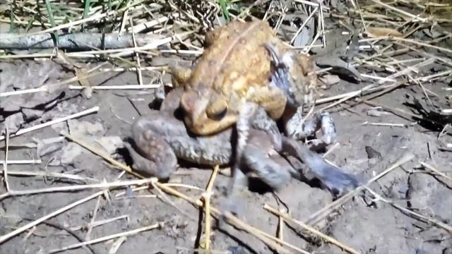 Toad Pile-Up ! Overly aggressive toad mating. смотреть онлайн