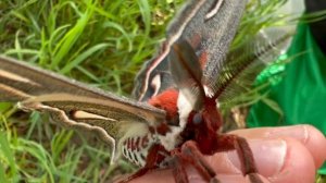 Hyalophora cecropia: The Largest Moth in North America