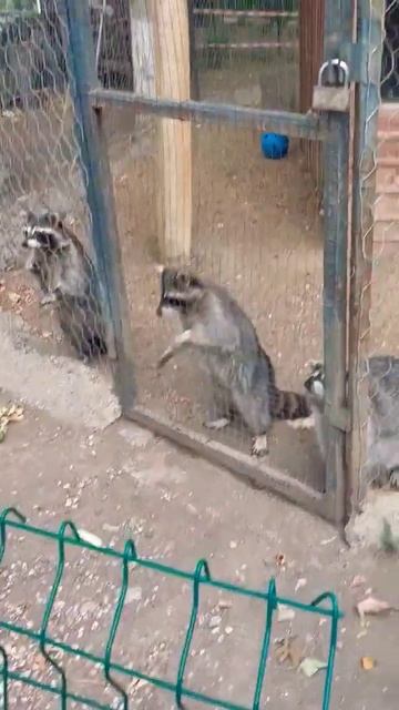 Зоопарк, Тбилиси, Грузия смотреть онлайн