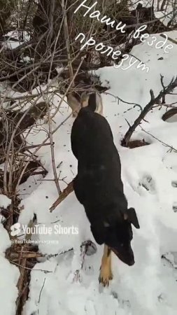 Наши везде пролезут.