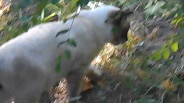 Стеснительный подросток:) Котёнок Голубоглазый Макс.