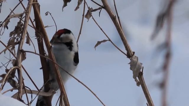 воробьиные купания в снегу, дятел и сорока с мешком хлеба))) смотреть онлайн