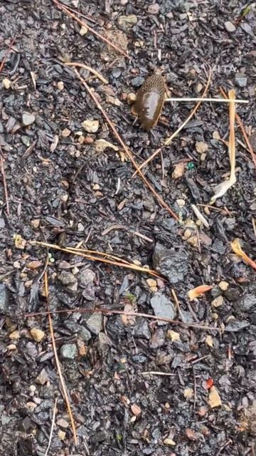 Banana slugs in the rain #animals #snails ￼
