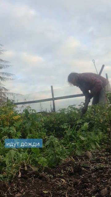 Своя картошка.Дожди. #домвдеревне #деревня #сад #огород #урожай #овощи #осень #дождь #сентябрь #сам смотреть онлайн