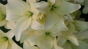 8-е марта. Дарите женщинам цветы.