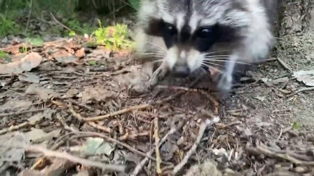 Лесной Енот начал кушать с рук смотреть онлайн