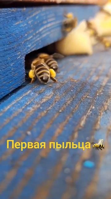 ❗️Пчелы потащили первую пыльцу 11.02.2024 #пасека #пчелы #пчеловодство #хобби #пыльца #обножка смотреть онлайн
