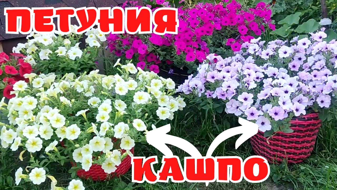 ПЕТУНИЯ АМПЕЛЬНАЯ l В КАШПО ИЗ РОТАНГА l ОБЗОР СОРТОВ