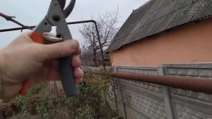 Обрезка винограда
