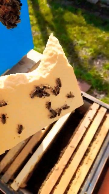 ПЧЕЛЫ СЪЕЛИ ДИАФРАГМУ 28.03.2024 #пасека #пчеловодство #пчелы #хобби смотреть онлайн