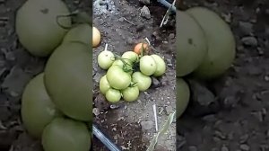 Розовоплодный томат Львович F1 компании Глобал Сидс после 8 сборов