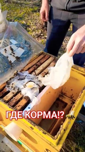 ❗️КОРМОВ УЖЕ НЕТ❗️22.02.2024 #пасека #пчеловодство #хобби #пчелы #мёд смотреть онлайн