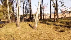 Вырубают лес около будущей станции Липовая Роща Рублево-Архангельской линии 19.09.2024