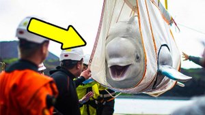 Белухи Находились В Неволе 10 Лет. Их Долгая дорога к свободе: история двух белух.