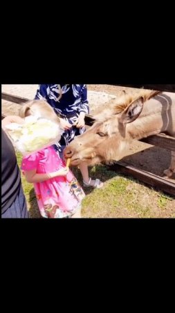 Зоопарк Великолепный Страус 27.06.21 #моменты #животные #зоопарк #Великолепныйстраус