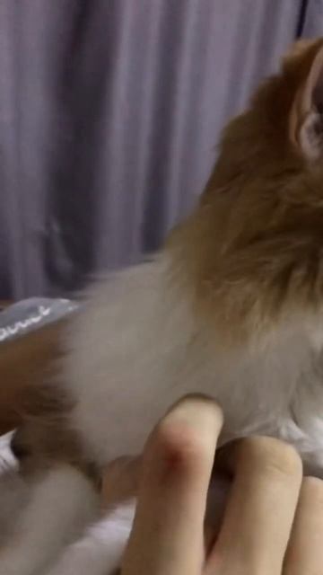 Our cat is under hypnosis. Наша кошечка под гипнозом. смотреть онлайн