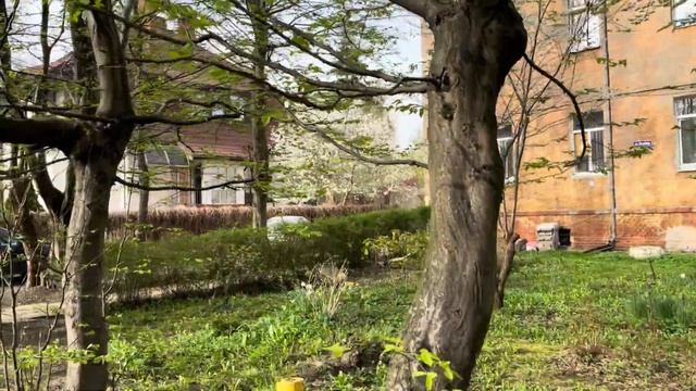 Калининград. Прогулки по Амалиенау. 4K    #Калининград #4к #путешествие