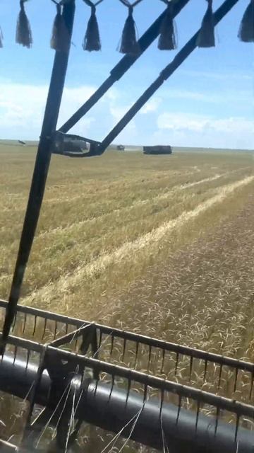начало уборки зерновых, 🌾уборка пшеницы🌾 смотреть онлайн