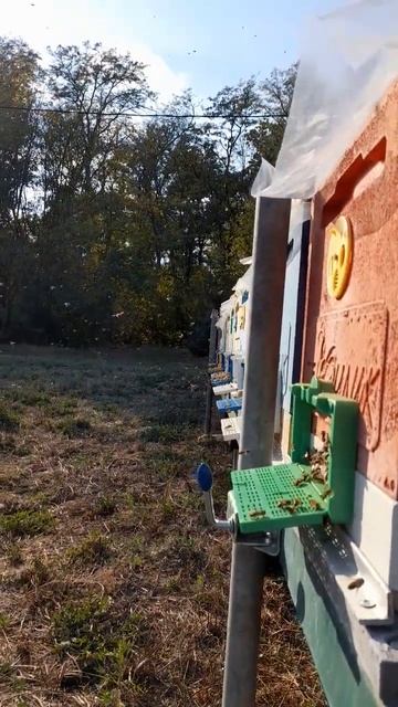 ОБЛЕТЫ ПОСЛЕ БИПИНА11.10.2024 #bee #пчеловодство #пчелы #пчелосемьи #пасека смотреть онлайн