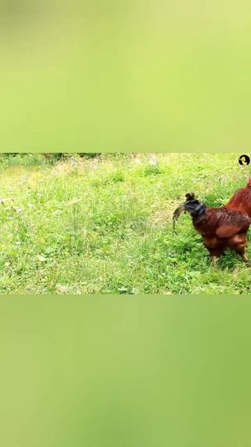 #shorts Farm Animal Sounds | Rooster Sounds смотреть онлайн
