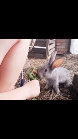 ручной кролик  #семейныйканал #животные #природа