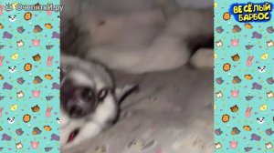 Коты и собаки в приколах