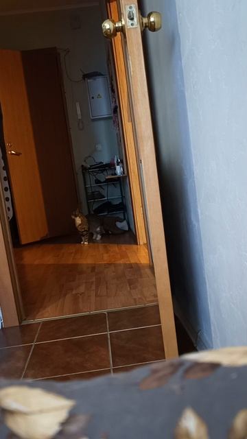 Решила посмотреть, что делает котик, когда мы уходим из дома😊😿 #animals #cat #funny #животные #коти смотреть онлайн