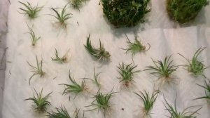 Новые растения для креветочника!