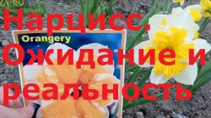 Нарцисс. Ожидание и реальность