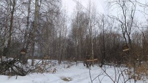 Ловля птиц 28.02.2025.продолжение.