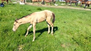 ООО "Ахалтекинец" Продажа лошадей ахалтекинской породы. Ltd. "Ahalteke" Horses for sale Akhal-Teke