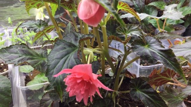 Бегония Беллекония Роуз (Begonia Belleconia Rose) смотреть онлайн