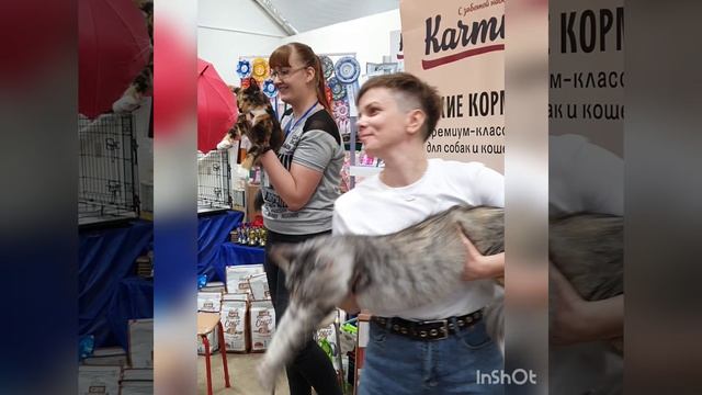 Питомник кошек породы мейн-кун на выставке в г. Тюмень