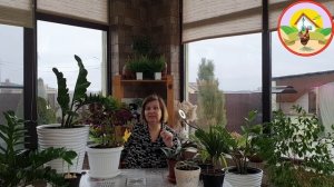 Не забывайте выгуливать комнатные цветы на улице