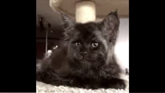 A Black Cat That Has A Human Face! смотреть онлайн