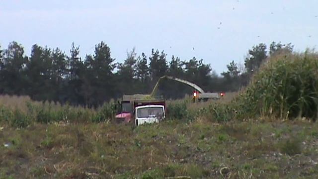 уборка кукурузы на силос 2017 в Беларуси смотреть онлайн