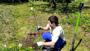 Сажаем грушу