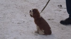 Брюс прогулка