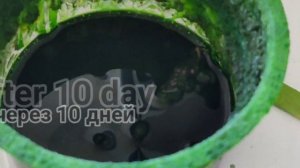 Crystal Growing Kit | Выращивание кристаллов дома