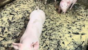 Нас показали по телевидению! Как прошел опорос!Новости Молодой фермы!