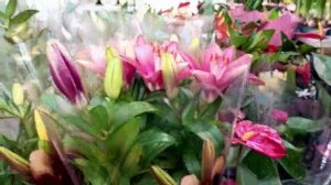 Почувствуйте весеннее настроение вместе со мной. С первым днём Весны !