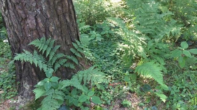 Какая Красивая Успокаивающая МУЗЫКА, Звучащая в Тиши Летнего Леса! смотреть онлайн