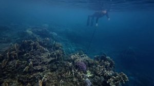 Эпизод 1: «Первое Погружение в Подводный Мир | Снорклинг в Тихом океане»