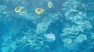 Длинношипая  рыба ёж. Красное море. Шарм-эш-Шейх. Шаркс-Бей. 2024
